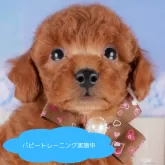 トイプードル(トイ)