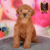 トイプードル(トイ)