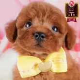 トイプードル(トイ)