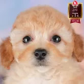 トイプードル(トイ)