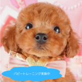 トイプードル(トイ)