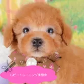 トイプードル(トイ)