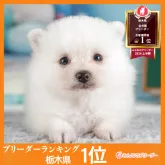 ポメラニアン