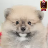ポメラニアン