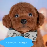トイプードル(トイ)