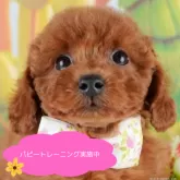 トイプードル(トイ)