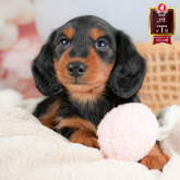 ミニチュアダックスフンド(ロング)