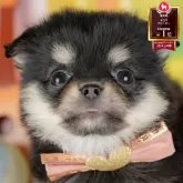 チワワ(ロング)