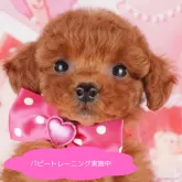 トイプードル(トイ)