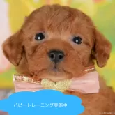 トイプードル(トイ)