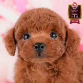 トイプードル(トイ)