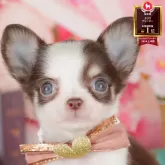 チワワ(ロング)