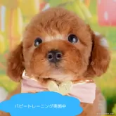 トイプードル(トイ)