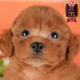 トイプードル(トイ)