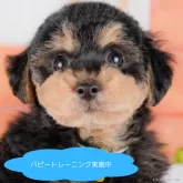 トイプードル(トイ)【栃木県・男の子・2025年3月20日・ブラック&タン】の写真1「全頭総額表示で安心 接種済ワクチン代・マイクロチップ代・健康診断込みの価格です!!😊」