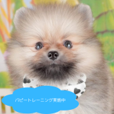 ポメラニアン