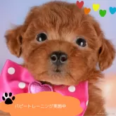 トイプードル(トイ)