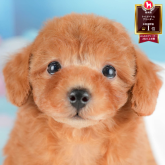 トイプードル(トイ)