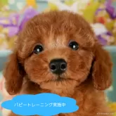 トイプードル(トイ)