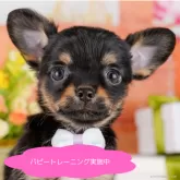 チワワ(ロング)
