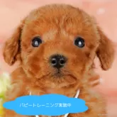 トイプードル(トイ)