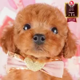 トイプードル(トイ)