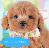タイニープードル