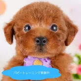 トイプードル(トイ)【栃木県・男の子・2025年2月22日・レッド】の写真1「全頭総額表示で安心 接種済ワクチン代・マイクロチップ代・健康診断込みの価格です!!😊」