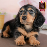 ミニチュアダックスフンド(ロング)