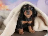 ミニチュアダックスフンド(ロング)【栃木県・男の子・2025年6月25日・ブラックタン】の写真3「複数の子犬を見学可能です😊ご希望の子がいれば遠慮なくお伝えください！」