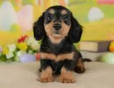 ミニチュアダックスフンド(ロング)【栃木県・女の子・2025年7月11日・ブラックタン】の写真3「複数の子犬を見学可能です😊ご希望の子がいれば遠慮なくお伝えください！」