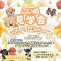 ミニチュアダックスフンド(ロング)【栃木県・男の子・2025年7月11日・ブラックタン】の写真2「たくさんの子犬を見学できる限定イベントです🐶✨」