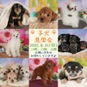 トイプードル(トイ)【栃木県・女の子・2025年5月27日・レッド】の写真2「📢参加費無料の子犬見学会を8/31(日)限定で開催！お気軽にお問い合わせくださいませ♪」