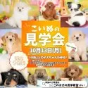 チワックス(チワワ×ダックスフンド)【栃木県・女の子・2025年7月2日・ブラックタン】の写真2「🍂10月13日(月祝)見学会開催📣たくさんの子犬を見学できる限定イベントです🐶✨」