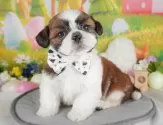 シーズー【栃木県・男の子・2025年3月20日・ホワイト&ゴールド】の写真3「複数の子犬を見学可能です😊ご希望の子がいれば遠慮なくお伝えください！」