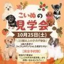 トイプードル(トイ)【栃木県・女の子・2025年7月1日・レッド】の写真2「🍂10月25日(土)見学会開催📣たくさんの子犬を見学できる限定イベントです🐶✨」