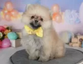 ポメラニアン【栃木県・男の子・2025年4月21日・クリームセーブル】の写真3「複数の子犬を見学可能です😊ご希望の子がいれば遠慮なくお伝えください！」