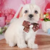 チワプー(チワワ×トイプードル)【栃木県・男の子・2025年3月1日・クリーム】の写真2「複数の子犬を見学可能です😊ご希望の子がいれば遠慮なくお伝えください！」