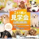 チワワ(ロング)【栃木県・男の子・2025年9月14日・フォーン】の写真2「たくさんの子犬を見学できる限定イベントです🐶✨」