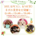 ポメプー(ポメラニアン×トイプードル)【栃木県・男の子・2025年3月2日・アプリコット】の写真2「📅好評につき8/9～10の2日間、子犬見学会の開催が決定✨お問い合わせお待ちしております😊」