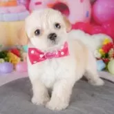 チワプー(チワワ×トイプードル)【栃木県・女の子・2025年3月1日・クリーム】の写真2「複数の子犬を見学可能です😊ご希望の子がいれば遠慮なくお伝えください！」