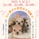 チワックス(チワワ×ダックスフンド)【栃木県・男の子・2025年5月31日・ブラック&タン】の写真2「📅9/6(土)限定！小型犬ワンちゃん見学会を開催🐶お気軽にお問い合わせくださいませ♫」