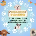 トイプードル(トイ)【栃木県・男の子・2025年4月4日・レッド】の写真2「ご好評につき、📅子犬見学会の6月29日(日)限定開催が決定！ お気軽にお問い合わせくださいませ♫」
