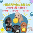 チワワ(ロング)【栃木県・男の子・2025年3月21日・ブラック&タン】の写真2「✨ご好評につき6/15(日)に小型犬の見学会を開催！🐶📣お気軽にお問い合わせください♪」