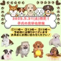 チワワ(ロング)【栃木県・女の子・2025年3月20日・ブラック&タン】の写真2「📅5/31(土)限定！子犬見学会🐶を開催🌈お問い合わせお待ちしております♬」