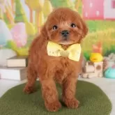 トイプードル(トイ)【栃木県・男の子・2025年3月1日・レッド】の写真2「複数の子犬を見学可能です😊ご希望の子がいれば遠慮なくお伝えください！」