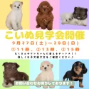 チワワ(ロング)【栃木県・女の子・2025年7月8日・チョコレートタン】の写真2「📢9/27＆28の土日で子犬見学会を開催！🐶お気軽にお問い合わせくださいませ♫」