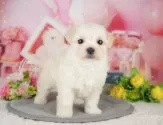 マルプー(マルチーズ×トイプードル)【栃木県・女の子・2025年4月13日・クリーム】の写真2「複数の子犬を見学可能です😊ご希望の子がいれば遠慮なくお伝えください！」