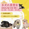 トイプードル(トイ)【栃木県・男の子・2025年1月26日・レッド】の写真2「📣子犬見学会を8/24(日)限定で開催！夏休みシーズンはワンちゃんお迎えに最適な時期です🍍」