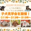 マルプー(マルチーズ×トイプードル)【栃木県・男の子・2025年4月9日・アプリコット】の写真2「好評につき夏休みシーズン🍉7/20(日)子犬見学会の開催が決定🐶お問い合わせお待ちしております♫」
